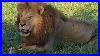 Poor_Oloimina_Male_Lion_Roaring_From_Distance_After_Chased_By_His_Sons_And_Nephews_14_January_2026_01_hyw